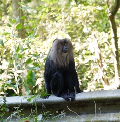 Macaca silenus