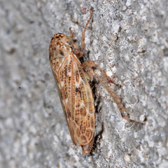 Euscelidius schenckii