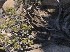 Juniperus californica