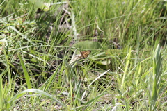 Pardopsis punctatissima