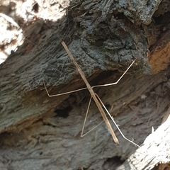 Ctenomorpha marginipennis