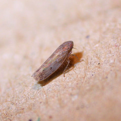 Recilia coronifer