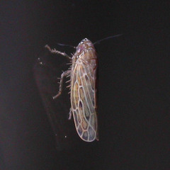Recilia coronifer