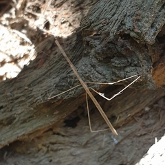 Ctenomorpha marginipennis