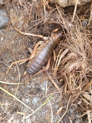 Deinacrida pluvialis