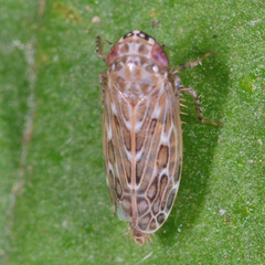 Maiestas schmidtgeni