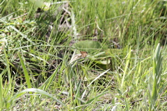 Pardopsis punctatissima