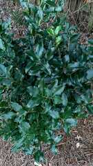 Ligustrum japonicum