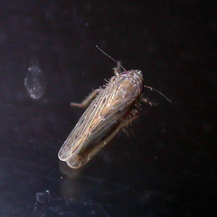Recilia coronifer
