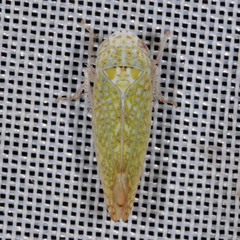 Platymetopius complicatus