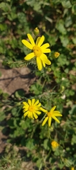 Senecio glaucus