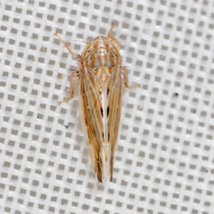 Mocydiopsis longicauda