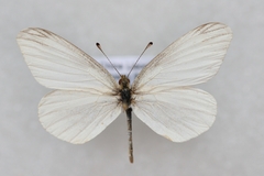 Leptidea amurensis