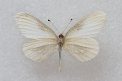 Leptidea amurensis