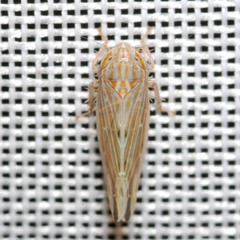 Mocydiopsis longicauda