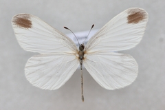 Leptidea amurensis