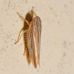 Mocydia crocea