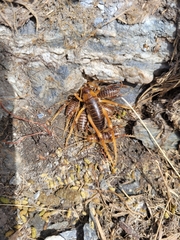 Deinacrida pluvialis