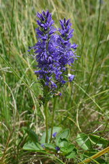 Veronica allionii
