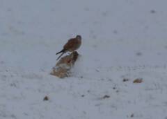Falco tinnunculus