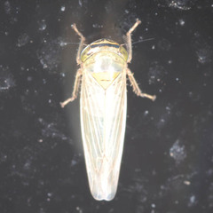 Limotettix striola
