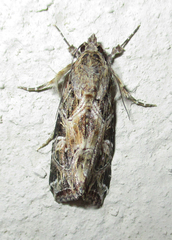 Callopistria yerburii