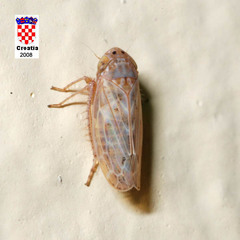 Athysanini
