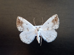 Lomographa temerata