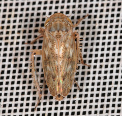 Euscelis incisus