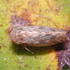 Euscelis incisus