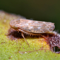 Euscelis incisus