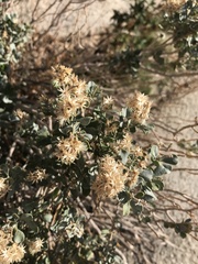 Ericameria cuneata