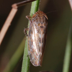 Euscelis incisus