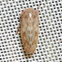 Euscelis incisus
