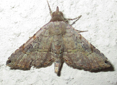 Rhesala moestalis