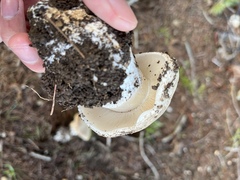 Leucoagaricus amanitoides