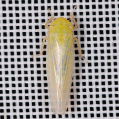 Elymana sulphurella