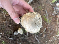 Leucoagaricus amanitoides
