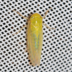 Elymana sulphurella