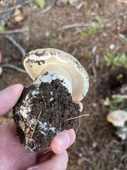 Leucoagaricus amanitoides