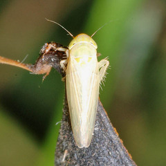 Cicadulini