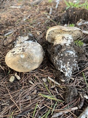 Leucoagaricus amanitoides