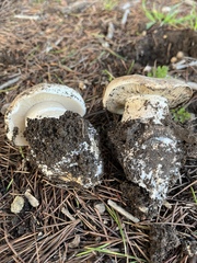 Leucoagaricus amanitoides