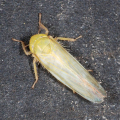 Cicadulini