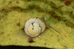 Helicina monteverdensis