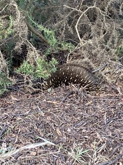 Tachyglossus aculeatus setosus