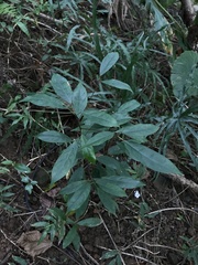 Elaeocarpus japonicus