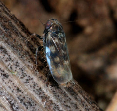 Deltocephalus pulicaris