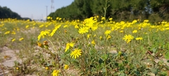 Senecio glaucus