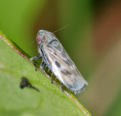Deltocephalus pulicaris